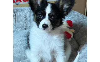 Meet Shaye: Our New Papillon Puppy on a Journey to Become a Certified Therapy Dog